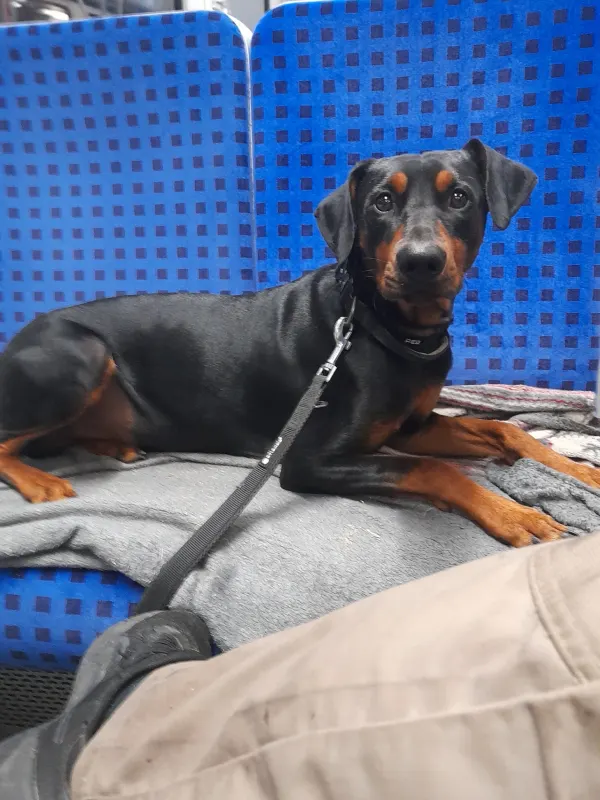 Dobby, Volksdorf