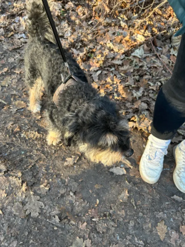 Hund gefunden Jugendparkweg!, Langenhorn