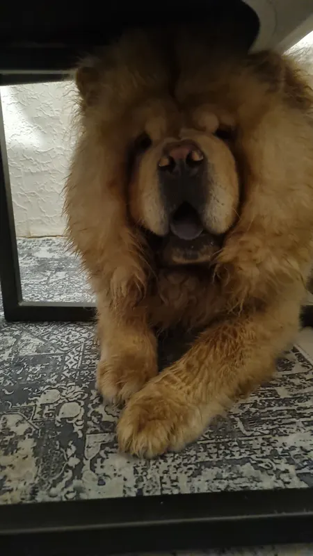 Simba, Billstedt