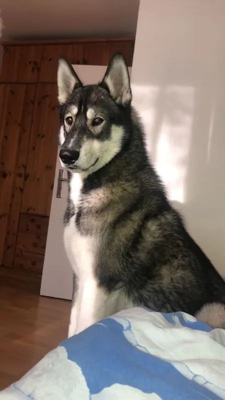 Zahar, Eidelstedt