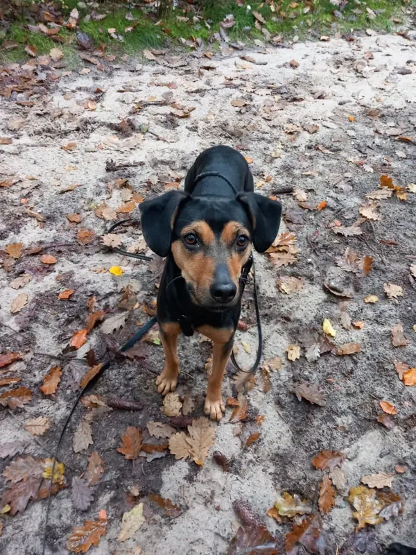 Bonnie, Harburg