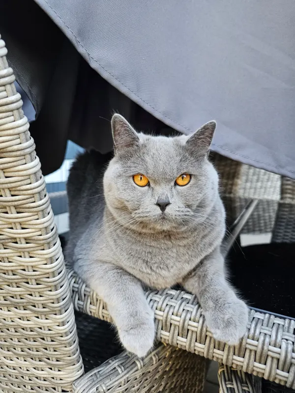 Nala, Weiden