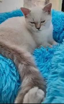 Flauschi, Frei-Laubersheim