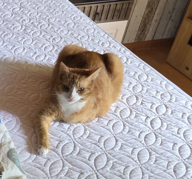 Tigger, Wegberg