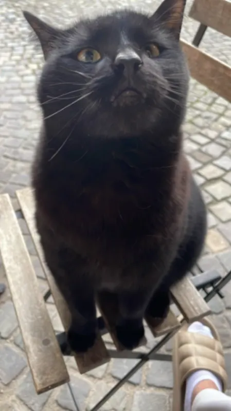 Fred, Wegberg