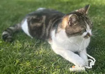 Lilly, Salach