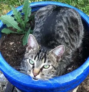 Findus, Weisendorf