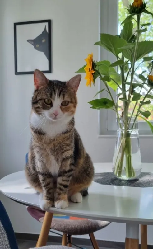 Lala, Weil am Rhein