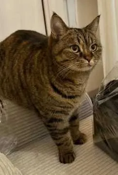 Mila, Dinslaken