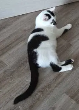 Milo, Bautzen