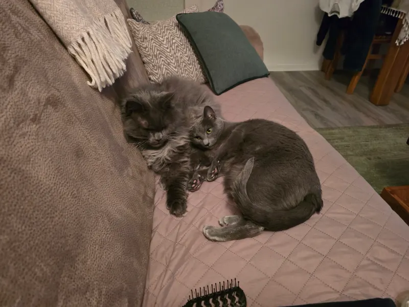 Coco, Werdohl