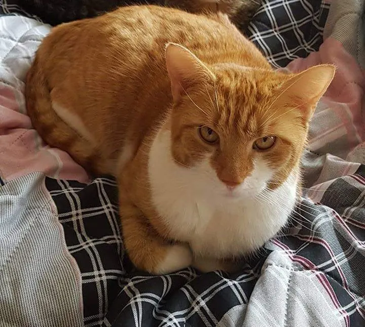 Sammy, Werdohl