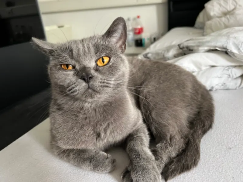Molly, Pulheim