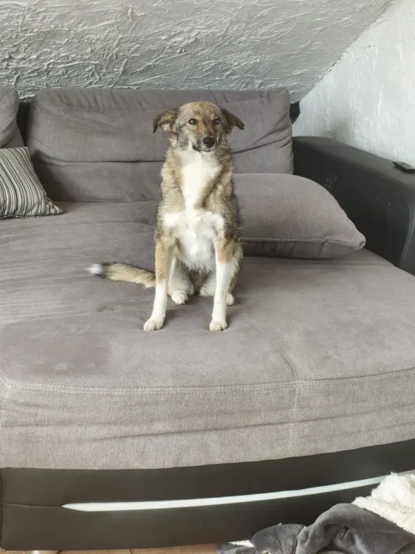 Leyla, Pulheim