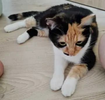 Toffee, Lörrach