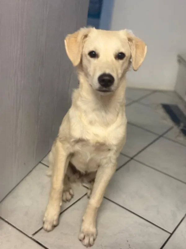 Buddy, Wiehl