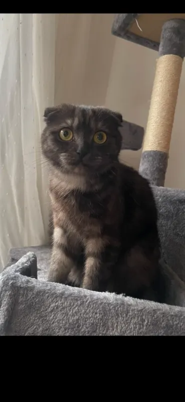 Mila, Rastede