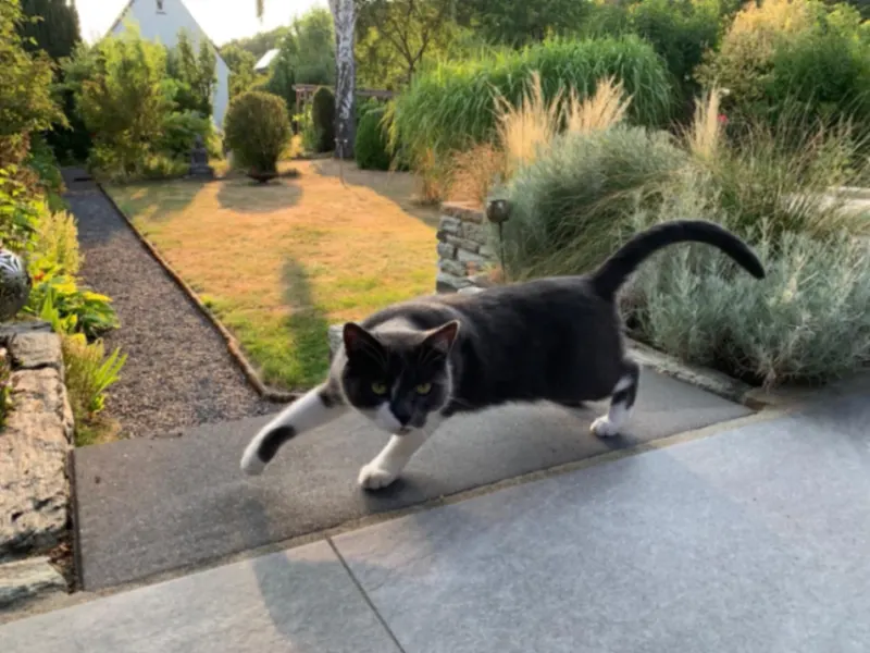 Lennox, Bad Soden am Taunus