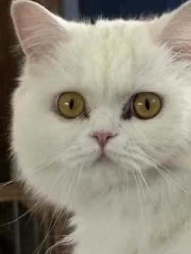Suki, Gescher