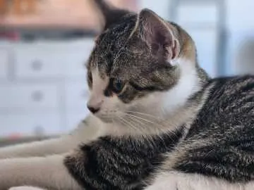 Bootsie, Münster