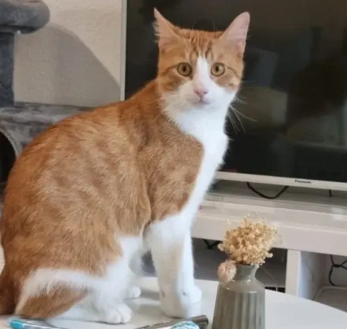 Bobby, Würselen