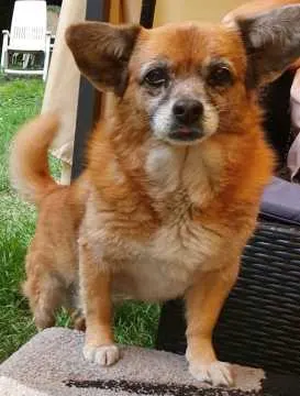 Lilli, Ringsheim