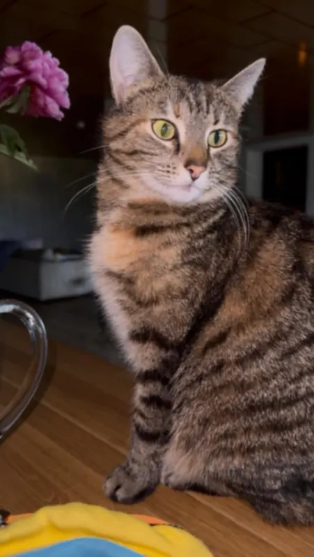 Manja, Schwelm