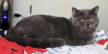 Simba, Augsburg