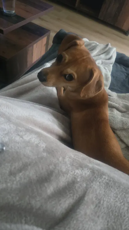 Mila, Schwelm