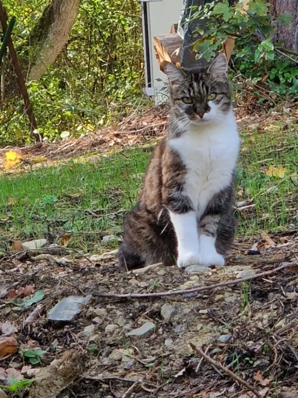 Meowsi, Würzburg
