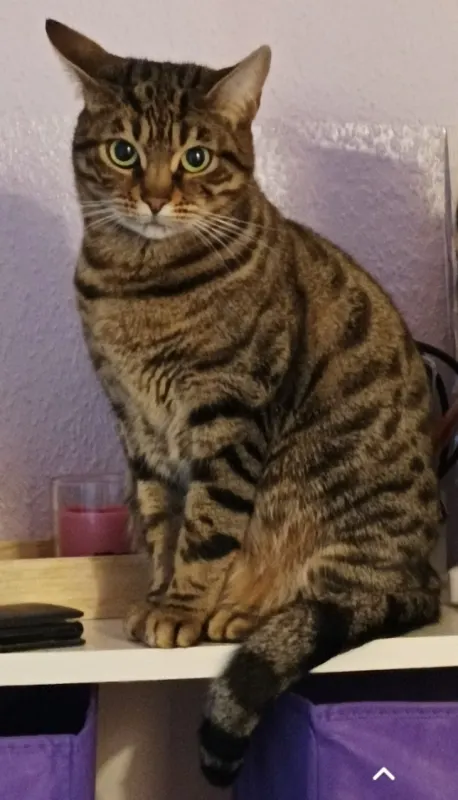 Shira, Wolfsburg