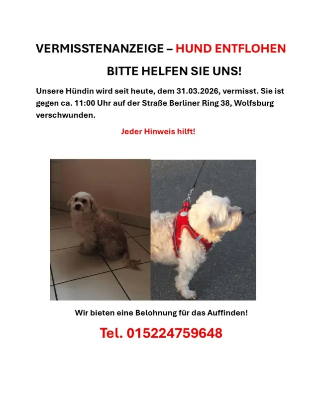 Bella, Wolfsburg