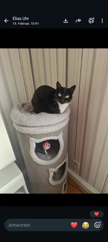 Lucy, Zweibrücken