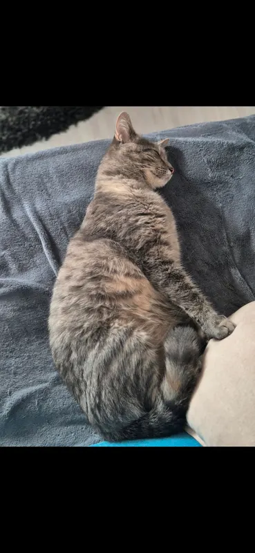 Kimba, Geretsried