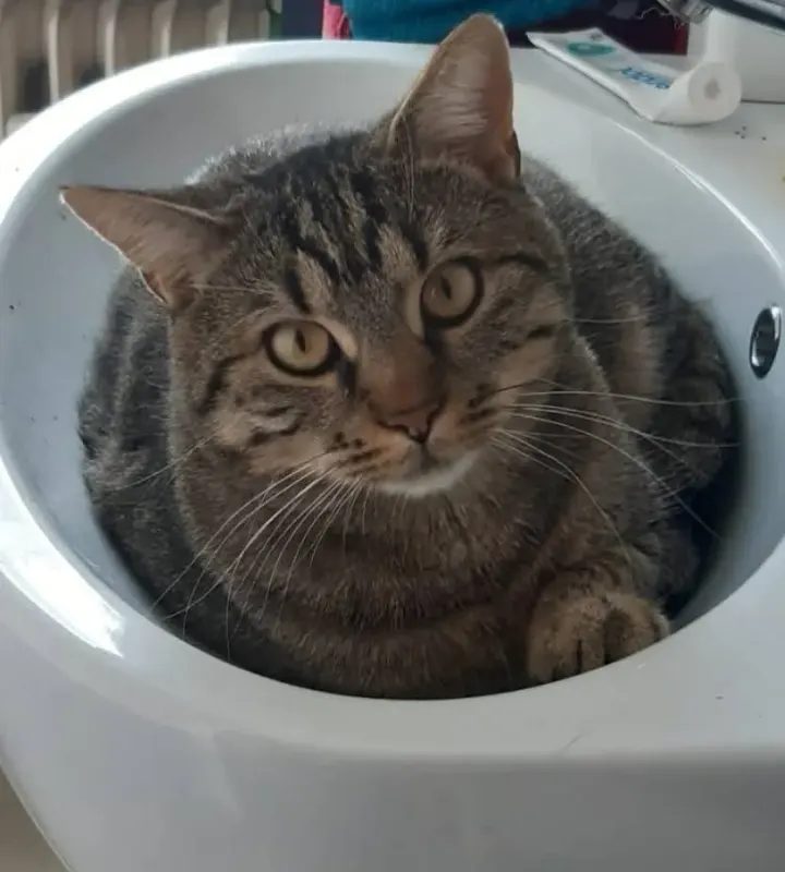 Oscar, Stolberg