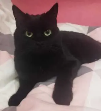 Nala, Sarstedt