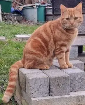 Tiger, Ribnitz-Damgarten