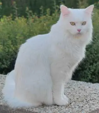 Duke, Bitz