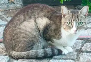 Lilly, Liebschützberg