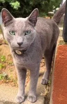 Loki, Kriftel