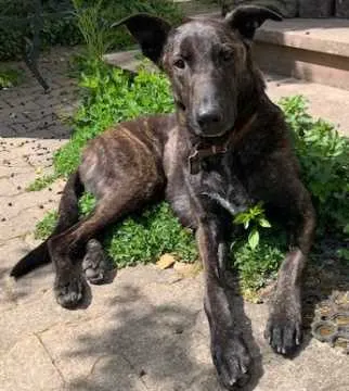 Fido, Leonberg