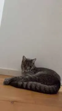 Loki, Wurmberg
