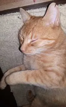 Simba, Oschatz