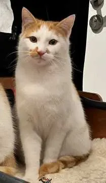 Charlie, Lauchringen