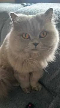 Nala, Hattingen