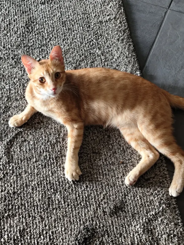 Simba, Hamm
