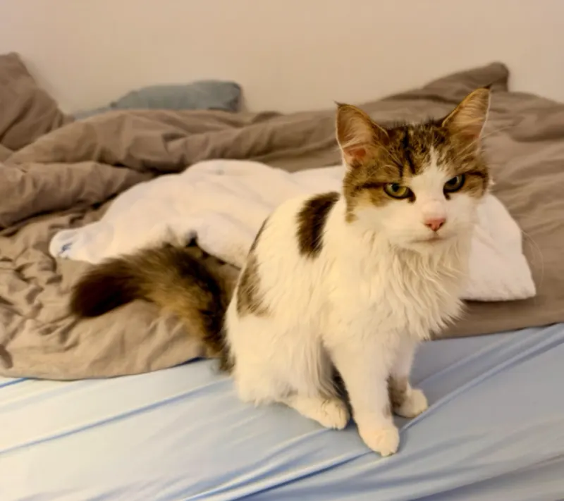Katze gefunden! Besitzer?, Bogenhausen