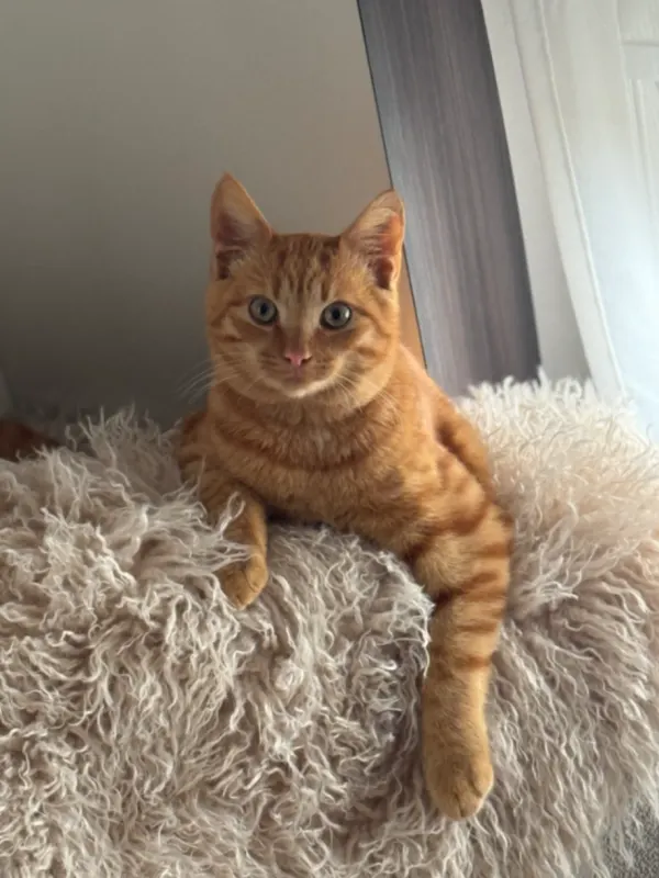 Kitty, Erkrath