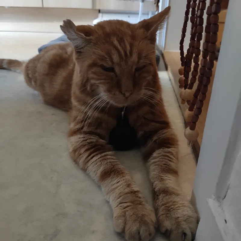 Garfield, Blasewitz