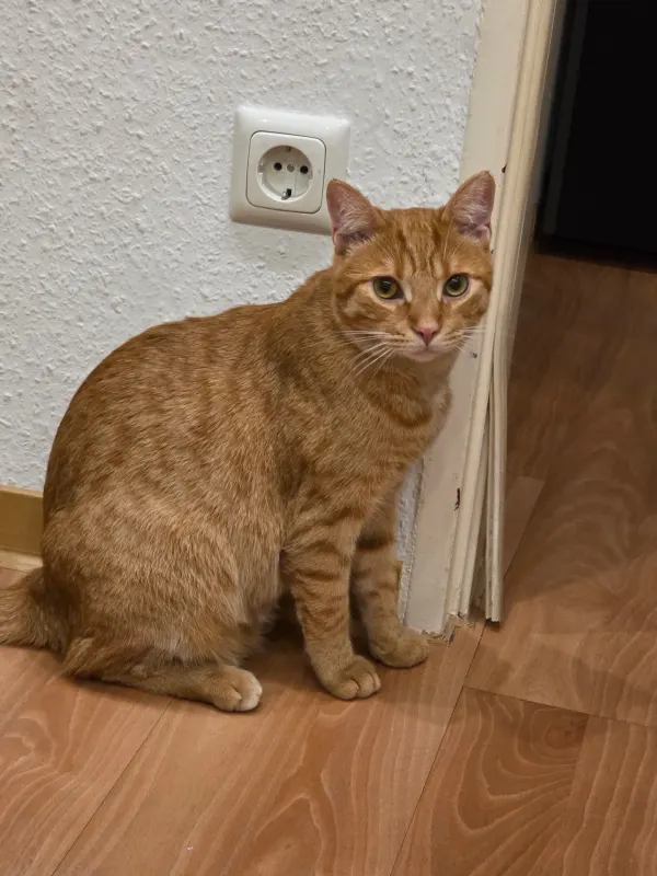 Rusty, Biebrich